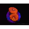 WYSIWYG Micromussa lordhowensis (formerly Acanthastrea) 6B5
