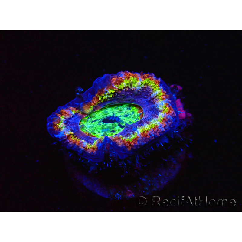 WYSIWYG Micromussa lordhowensis (ex Acanthastrea) 6B6