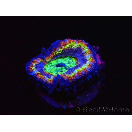 WYSIWYG Micromussa lordhowensis (ex Acanthastrea) 6B6