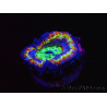 WYSIWYG Micromussa lordhowensis (ex Acanthastrea) 6B6