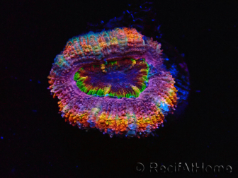 WYSIWYG Micromussa lordhowensis (anteriormente Acanthastrea) 6B7