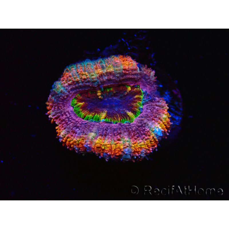 WYSIWYG Micromussa lordhowensis (ex Acanthastrea) 6B7