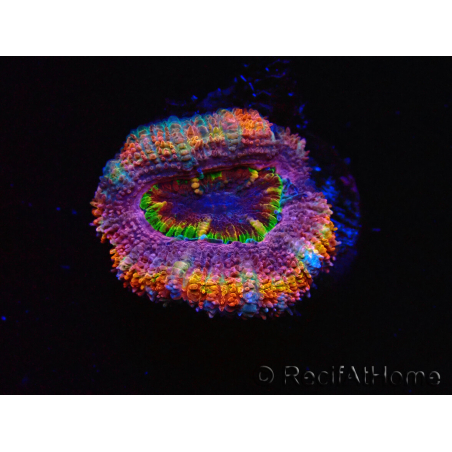 WYSIWYG Micromussa lordhowensis (anteriormente Acanthastrea) 6B7