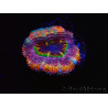 WYSIWYG Micromussa lordhowensis (ex Acanthastrea) 6B7
