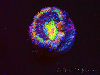 WYSIWYG Micromussa lordhowensis (formerly Acanthastrea) 6B8