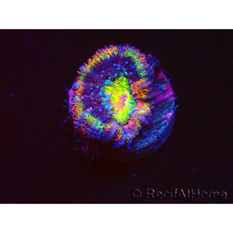 WYSIWYG Micromussa lordhowensis (formerly Acanthastrea) 6B8