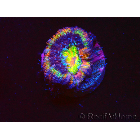 WYSIWYG Micromussa lordhowensis (ex Acanthastrea) 6B8