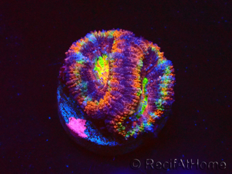 WYSIWYG Micromussa lordhowensis (ex Acanthastrea) 6K5