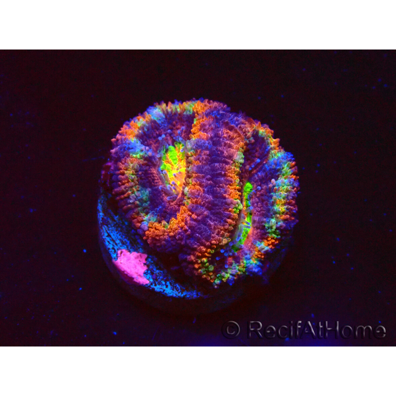 WYSIWYG Micromussa lordhowensis (formerly Acanthastrea) 6K5
