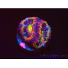 WYSIWYG Micromussa lordhowensis (anteriormente Acanthastrea) 6K5