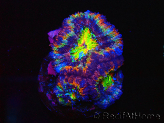WYSIWYG Micromussa lordhowensis (ex Acanthastrea) 6K6