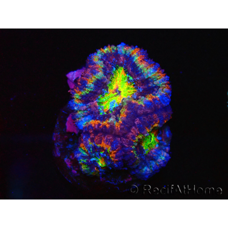 WYSIWYG Micromussa lordhowensis (ex Acanthastrea) 6K6