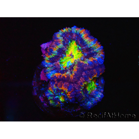 WYSIWYG Micromussa lordhowensis (ex Acanthastrea) 6K6
