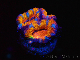 WYSIWYG Micromussa lordhowensis (ex Acanthastrea) 6C1