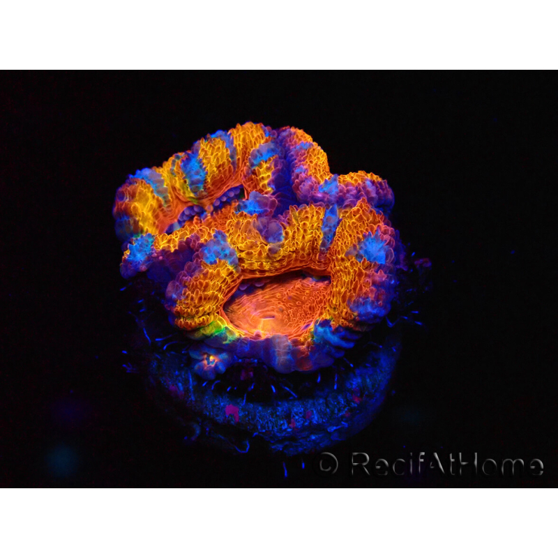 WYSIWYG Micromussa lordhowensis (formerly Acanthastrea) 6C1
