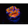 WYSIWYG Micromussa lordhowensis (formerly Acanthastrea) 6C1