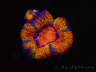 WYSIWYG Micromussa lordhowensis (ex Acanthastrea) 6C2