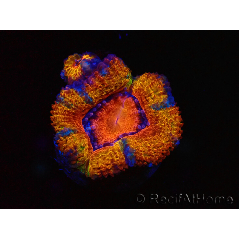 WYSIWYG Micromussa lordhowensis (ehemals Acanthastrea) 6C2