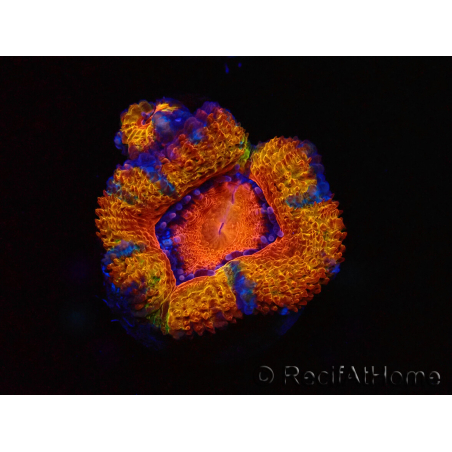 WYSIWYG Micromussa lordhowensis (ex Acanthastrea) 6C2