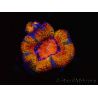 WYSIWYG Micromussa lordhowensis (ex Acanthastrea) 6C2