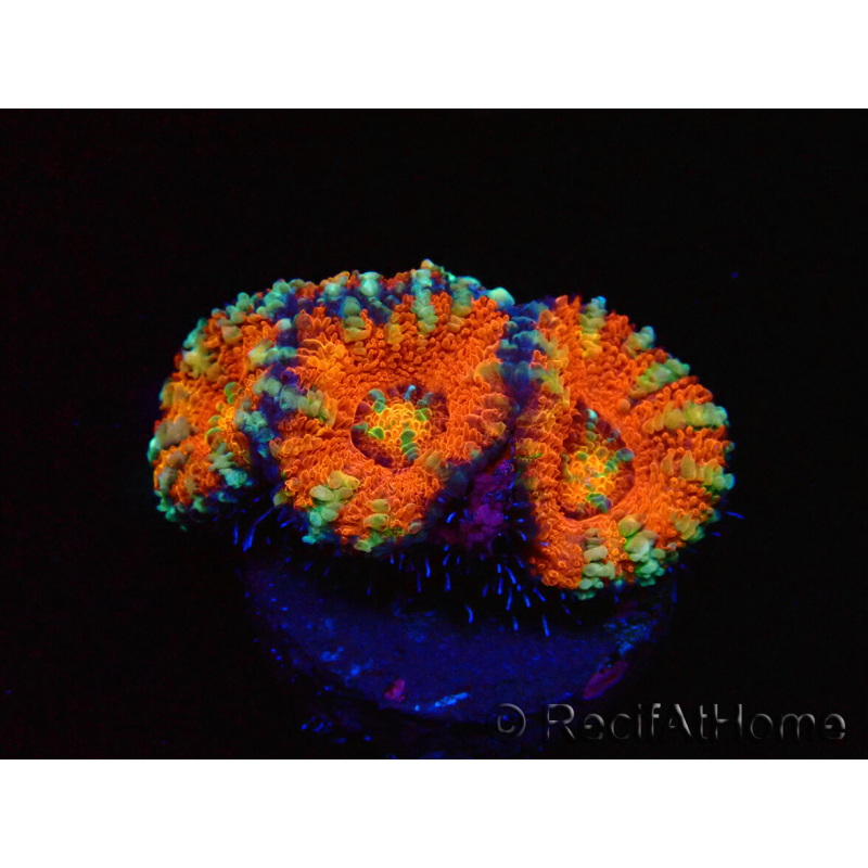 WYSIWYG Micromussa lordhowensis (formerly Acanthastrea) 6C3