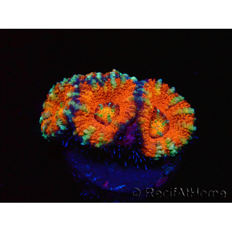 WYSIWYG Micromussa lordhowensis (ex Acanthastrea) 6C3