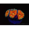 WYSIWYG Micromussa lordhowensis (ex Acanthastrea) 6C3