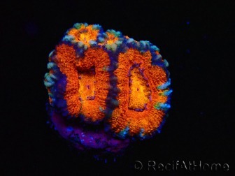 WYSIWYG Micromussa lordhowensis (formerly Acanthastrea) 6C4