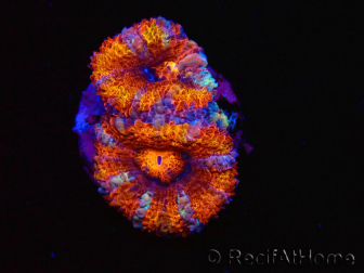 WYSIWYG Micromussa lordhowensis (ex Acanthastrea) 6C5