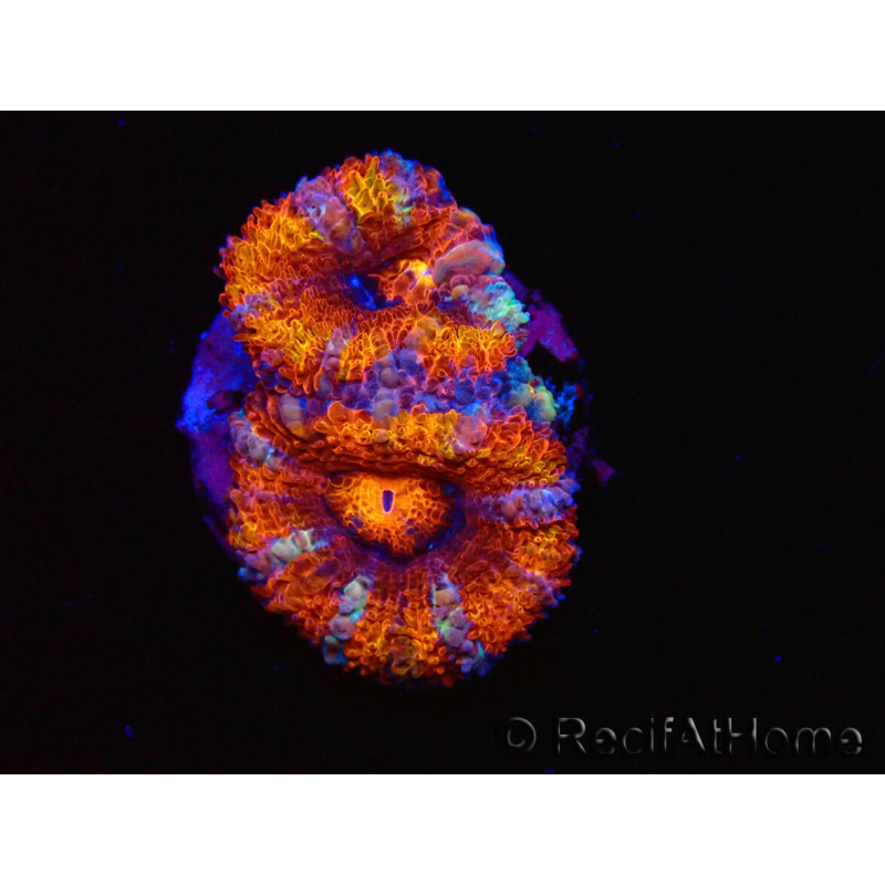 WYSIWYG Micromussa lordhowensis (ehemals Acanthastrea) 6C5