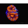 WYSIWYG Micromussa lordhowensis (ex Acanthastrea) 6C5