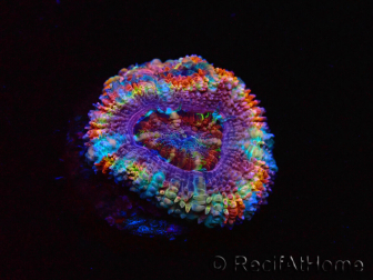 WYSIWYG Micromussa lordhowensis (formerly Acanthastrea) 6C6