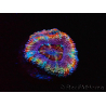 WYSIWYG Micromussa lordhowensis (ex Acanthastrea) 6C6