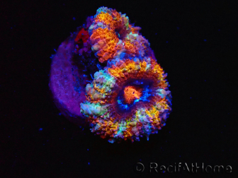 WYSIWYG Micromussa lordhowensis (ehemals Acanthastrea) 6C7