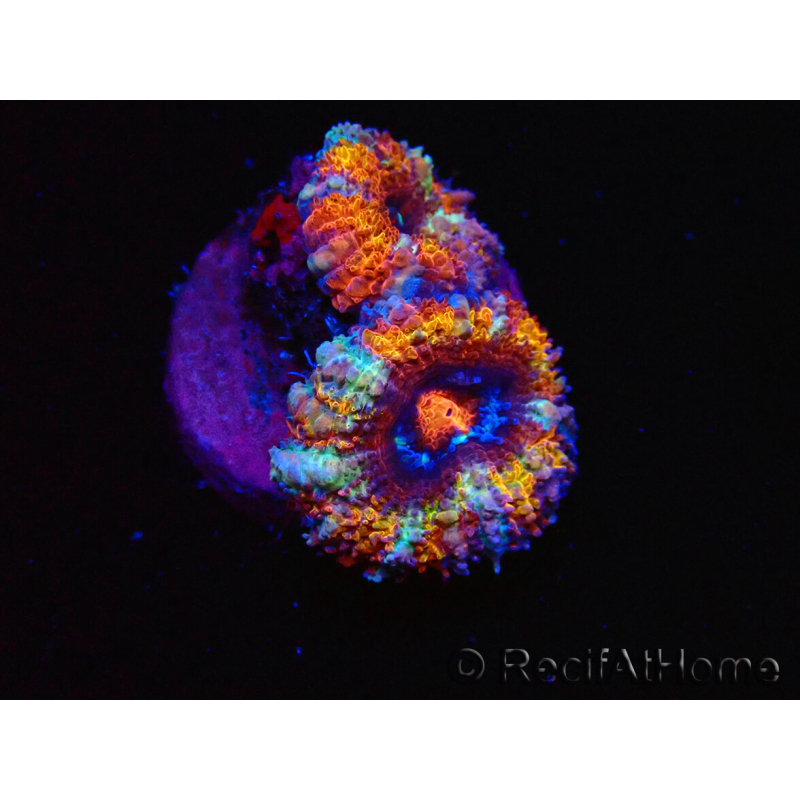 WYSIWYG Micromussa lordhowensis (ehemals Acanthastrea) 6C7