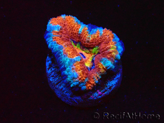 WYSIWYG Micromussa lordhowensis (ehemals Acanthastrea) 6C8