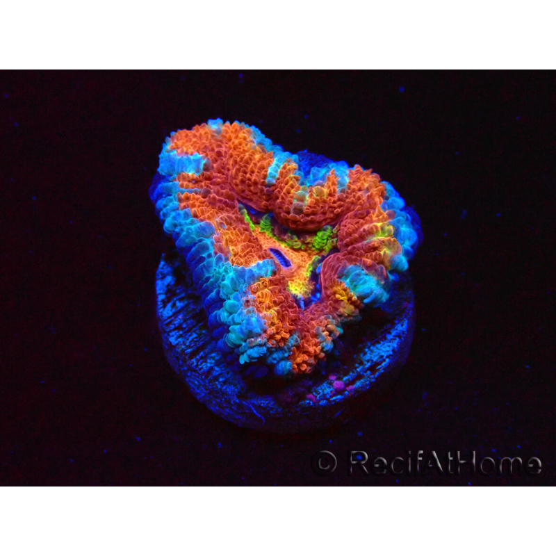 WYSIWYG Micromussa lordhowensis (anteriormente Acanthastrea) 6C8