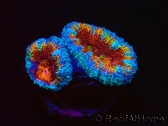 WYSIWYG Micromussa lordhowensis (ex Acanthastrea) 6C9