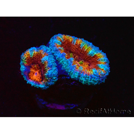 WYSIWYG Micromussa lordhowensis (anteriormente Acanthastrea) 6K7