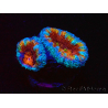 WYSIWYG Micromussa lordhowensis (ex Acanthastrea) 6K7