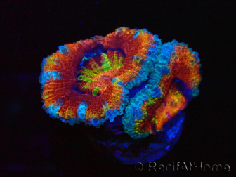 WYSIWYG Micromussa lordhowensis (ex Acanthastrea) 6K8