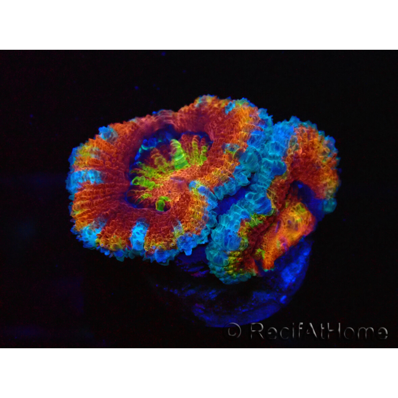 WYSIWYG Micromussa lordhowensis (formerly Acanthastrea) 6K8