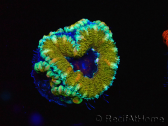 WYSIWYG Micromussa lordhowensis (formerly Acanthastrea) 6D1