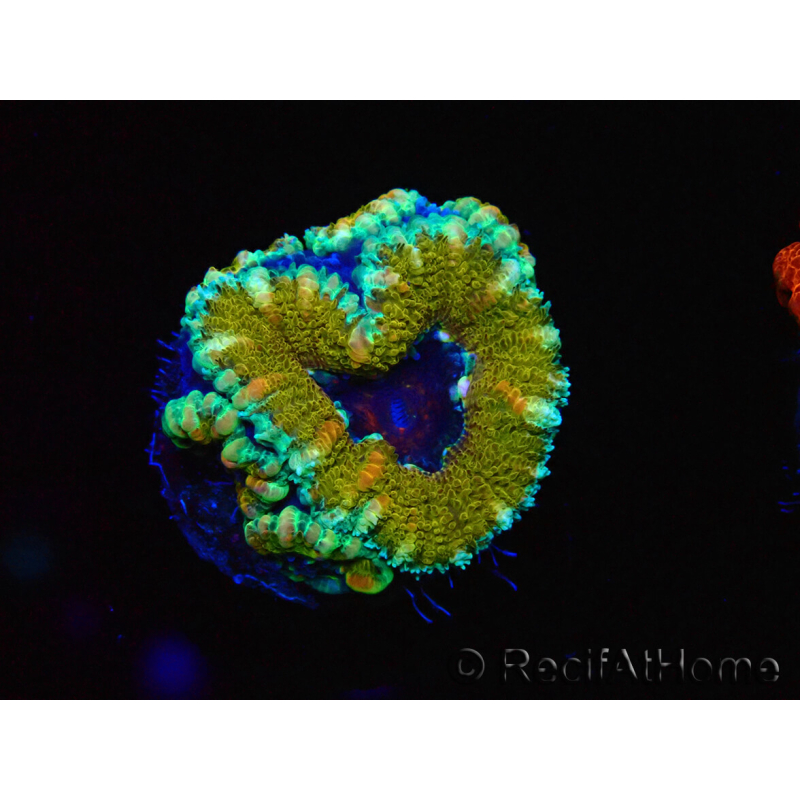 WYSIWYG Micromussa lordhowensis (ex Acanthastrea) 6D1