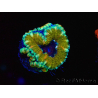 WYSIWYG Micromussa lordhowensis (ehemals Acanthastrea) 6D1