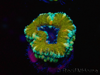WYSIWYG Micromussa lordhowensis (ehemals Acanthastrea) 6D3