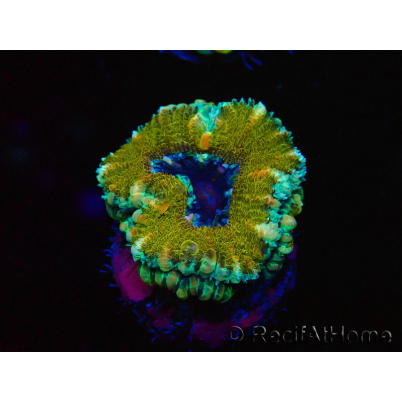WYSIWYG Micromussa lordhowensis (ehemals Acanthastrea) 6D3