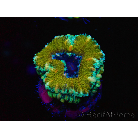 WYSIWYG Micromussa lordhowensis (ex Acanthastrea) 6D3
