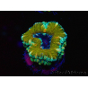 WYSIWYG Micromussa lordhowensis (ehemals Acanthastrea) 6D3