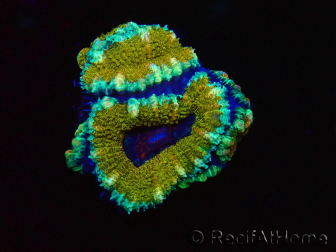 WYSIWYG Micromussa lordhowensis (formerly Acanthastrea) 6D6